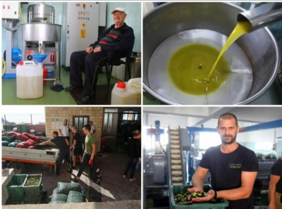 Kakvo veselje u uljari kraj Splita! ‘Masline nikad nisu bolje plaćale! Ovo su rekordno visoki randmani, svima fali kanti...‘ Doznali smo i kolika će biti cijena ulja